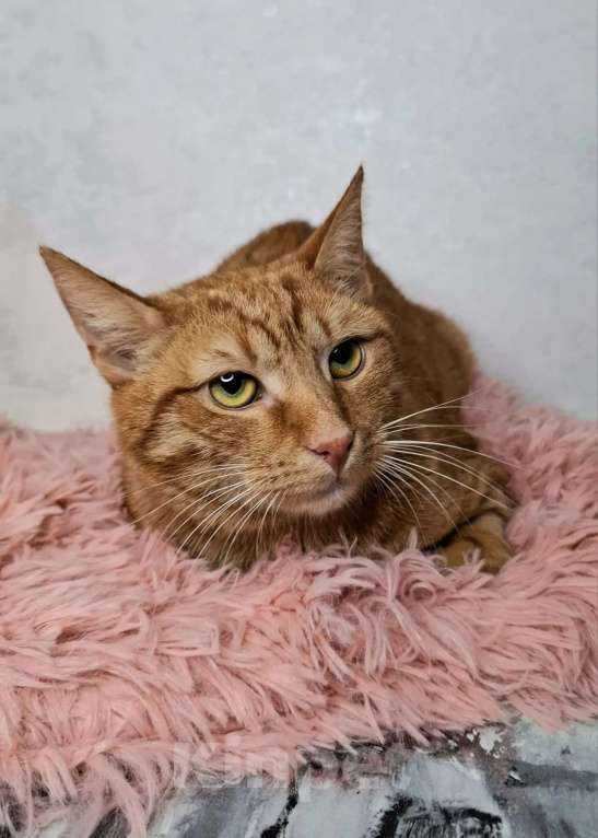 Кошки в Москве: Рыжий кот в добрые руки Мальчик, Бесплатно - фото 9