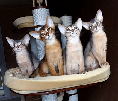 Абиссинские котята