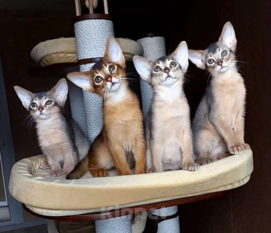 Кошки в Москве: Абиссинские котята  Мальчик, 70 000 руб. - фото 1
