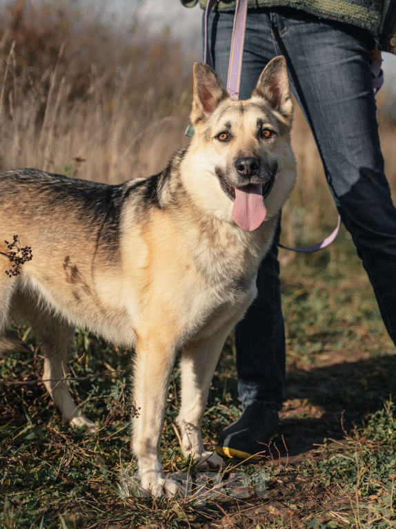 Собаки в Москве: Дрессированная овчарка в дар Девочка, Бесплатно - фото 5