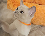 Кошки в Санкт-Петербурге: Бурманский котёнок Девочка, 65 000 руб. - фото 3
