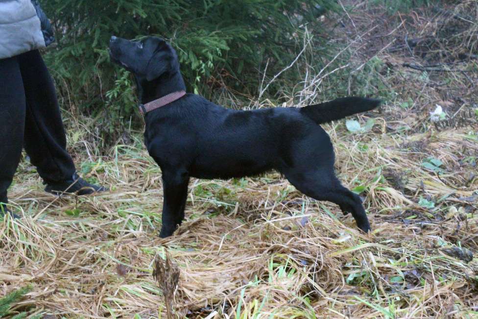 Собаки в Нижнем Новгороде: Подрощенный щенок с документами РКФ Девочка, 35 000 руб. - фото 1