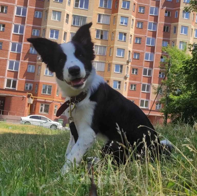 Собаки в Щелково: Продам бордер колли девочку 6 месяцев Девочка, 25 000 руб. - фото 1