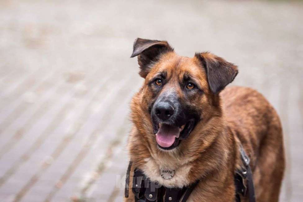 Собаки в Москве: Солнечный Марти ищет дом Мальчик, Бесплатно - фото 1