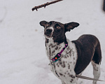 Собаки в Москве: Идеальная собака в дар Девочка, Бесплатно - фото 2