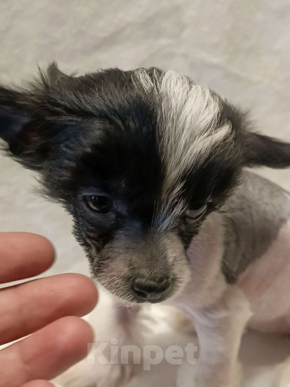 Собаки в Санкт-Петербурге: Китаечка мини Девочка, 50 000 руб. - фото 2