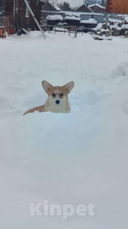 Собаки в Москве: Девочка сказка Вельш корги пемброк  Девочка, 55 000 руб. - фото 4