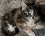 Кошки в Челябинске: Котенок Мейн-кун Девочка, 10 000 руб. - фото 1