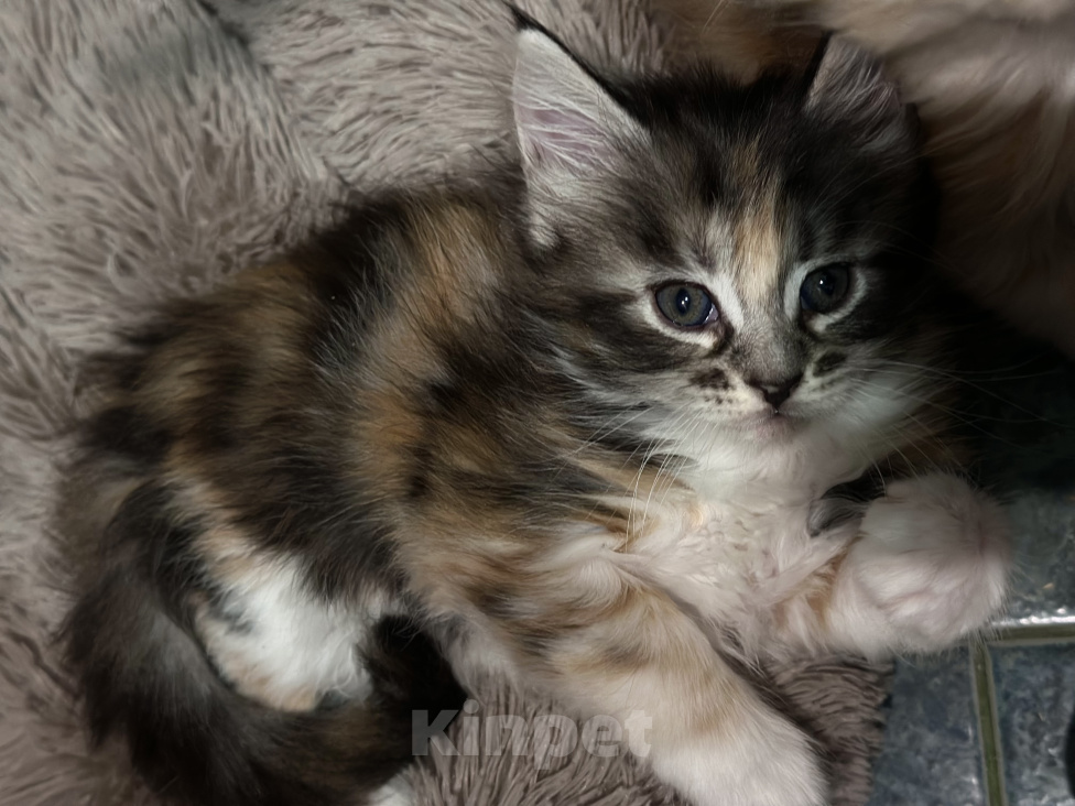 Кошки в Челябинске: Котенок Мейн-кун Девочка, 10 000 руб. - фото 1