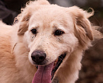 Собаки в Москве: Золотистый ретривер в добрые руки Девочка, Бесплатно - фото 6