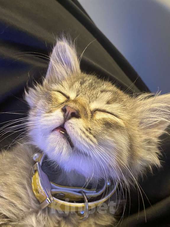 Кошки в Махачкале: Отдам котёнка в добрые руки!!! Девочка, Бесплатно - фото 4