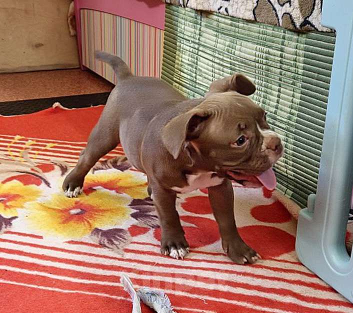 Собаки в Новосибирске: Шоколаднач булочка Девочка, Бесплатно - фото 6