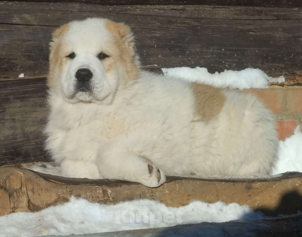Собаки в Пскове: Среднеазиатская овчарка щенок алабай Мальчик, 60 000 руб. - фото 7