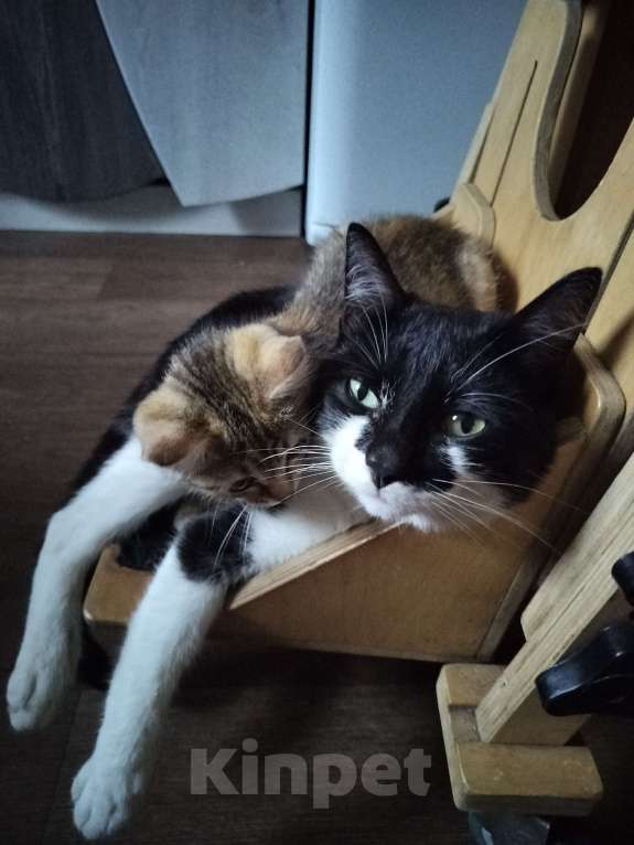 Кошки в других городах Алтайского края: Потерялся Тофик Мальчик, 10 000 руб. - фото 3