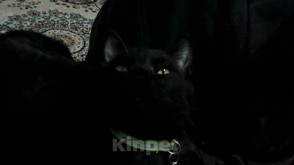 Кошки в Махачкале: котенок мальчик в добрые руки Мальчик, Бесплатно - фото 4