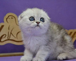 Кошки в Зеленограде: Вислоухая серебристая кошечка Девочка, 40 000 руб. - фото 3