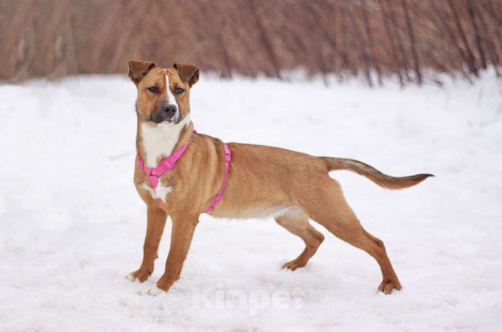 Собаки в Москве: Карри я яркой внешностью и нежной душой, мечтает о настоящей семье Девочка, Бесплатно - фото 4