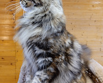 Кошки в Казани: Котенок мейн-кун Девочка, Бесплатно - фото 2