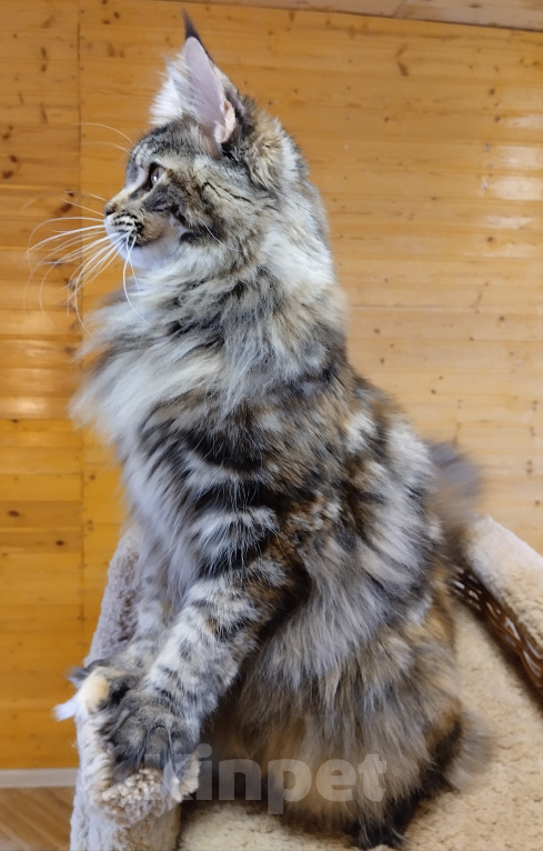 Кошки в Казани: Котенок мейн-кун Девочка, Бесплатно - фото 2