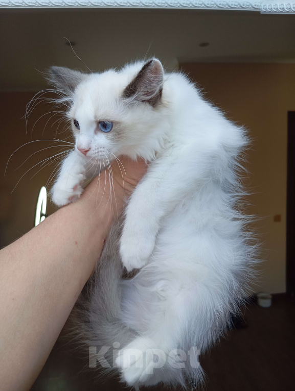 Кошки в Москве: Mikelangelo SergioMagicHouse Мальчик, 50 000 руб. - фото 2