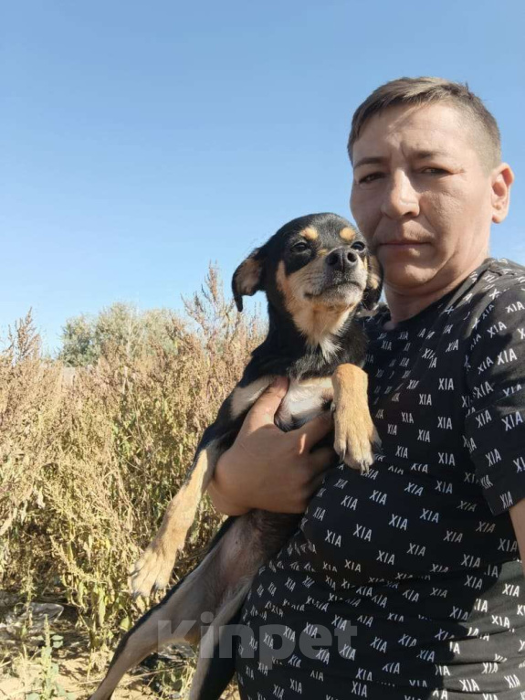 Собаки в Москве: Маленькая собачка в добрые руки Девочка, Бесплатно - фото 3