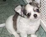 Собаки в Санкт-Петербурге: чихуахуа мальчик Мальчик, 50 000 руб. - фото 1