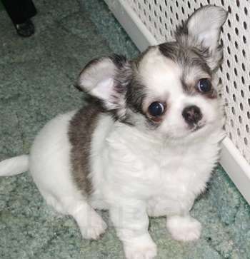 Собаки в Санкт-Петербурге: чихуахуа мальчик Мальчик, 50 000 руб. - фото 1