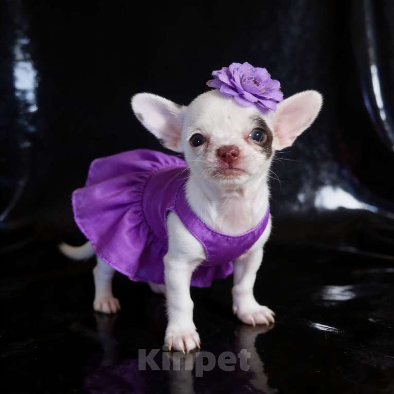 Собаки в Апрелевке: Девочка чихуахуа супер мини Девочка, 50 000 руб. - фото 2