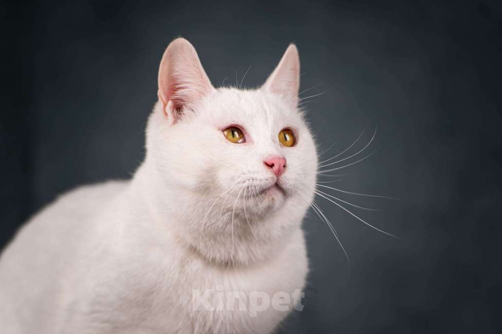 Кошки в Клине: Бьянка — красивейшая белоснежная кошечка Девочка, Бесплатно - фото 4