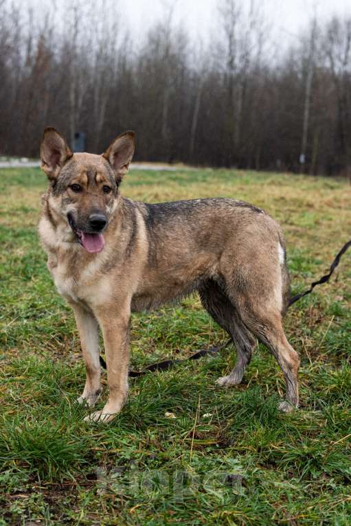 Собаки в Москве: Нежная скромная Дарина Девочка, Бесплатно - фото 7