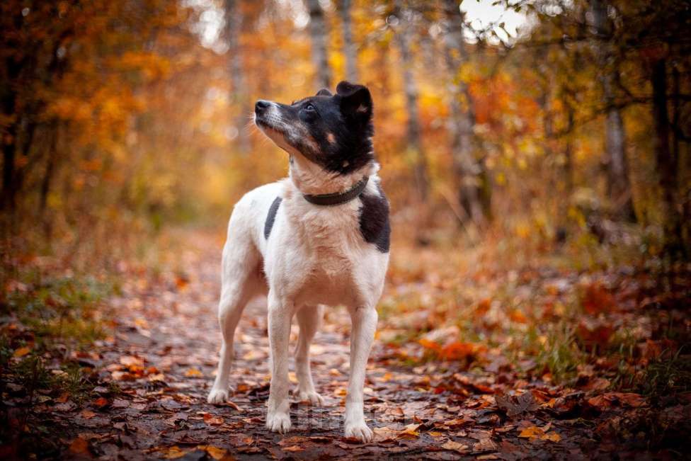 Собаки в Москве: Йоко Девочка, Бесплатно - фото 3