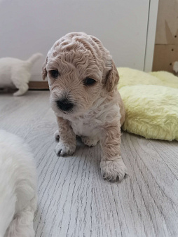 Бишон фризе