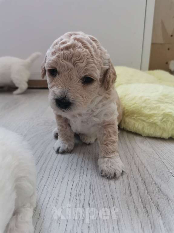 Собаки в Казани: Бишон фризе Девочка, 50 000 руб. - фото 1