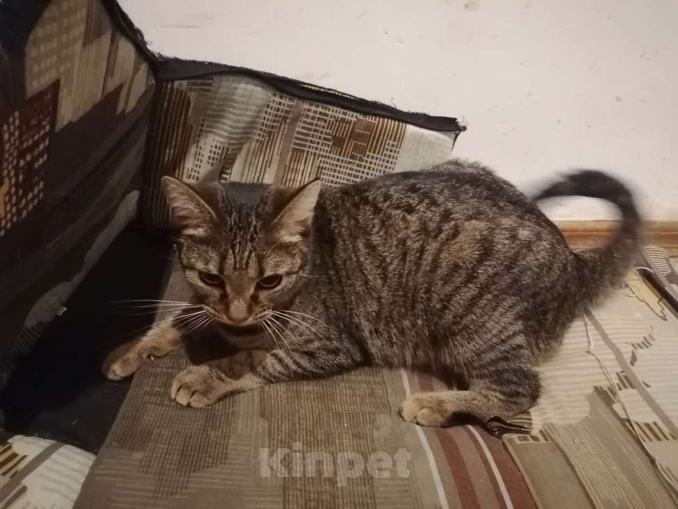 Кошки в Москве: Найдена стерилизованная кошка Девочка, Бесплатно - фото 2