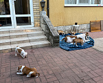 Собаки в Сочи: продам щенков Американского бульдога. 5 сук, 2 кабеля Разнополые, 60 000 руб. - фото 6