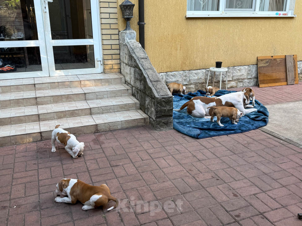 Собаки в Сочи: продам щенков Американского бульдога. 5 сук, 2 кабеля Разнополые, 60 000 руб. - фото 6