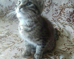 Кошки в Колпашево: Котята, Бесплатно - фото 5