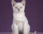 Кошки в Асбесте: Котята Европейской Бурмы, 60 000 руб. - фото 8