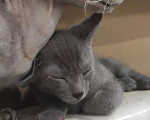 Кошки в Лукоянове: Котёнок Петерболда, 1 500 руб. - фото 1