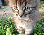 Кошки в Иваново: Отдадим в добрые руки двух замечательных котят. Мальчик, 1 руб. - фото 2