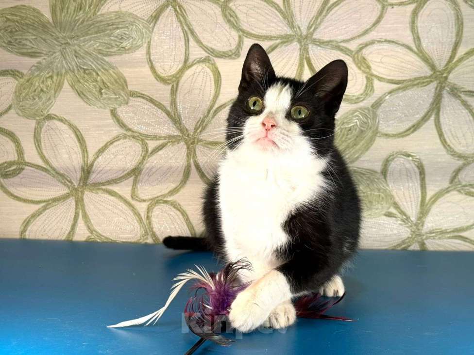 Кошки в других городах Московской области: Панда Девочка, Бесплатно - фото 1