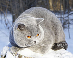 Кошки в Вологде: Британский голубой котенок Мальчик, 40 000 руб. - фото 5