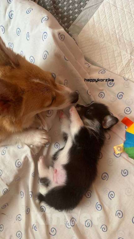 Собаки в других городах Московской области: Щенки Вельш-корги пемброк Мальчик, 85 000 руб. - фото 9