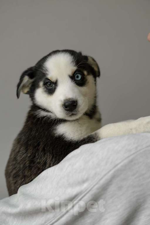 Собаки в Москве: Щенок белый с черными пятнами голубые глаза ищет дом Девочка, Бесплатно - фото 7
