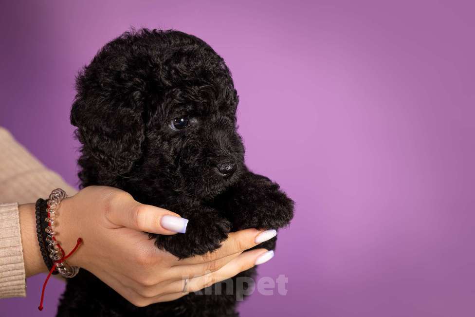 Собаки в Москве: EPIKA Девочка, 150 000 руб. - фото 5