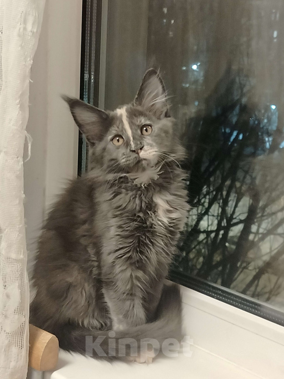 Кошки в Санкт-Петербурге: Голубокремовая девочка Девочка, Бесплатно - фото 3