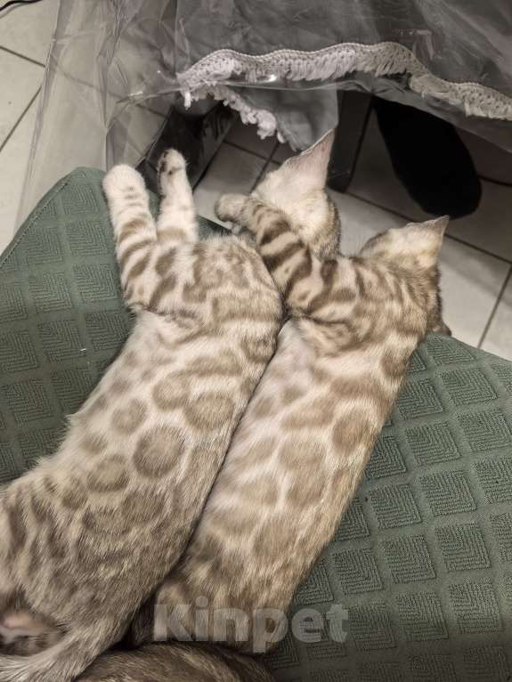 Кошки в Москве: Амелия Девочка, 60 000 руб. - фото 5