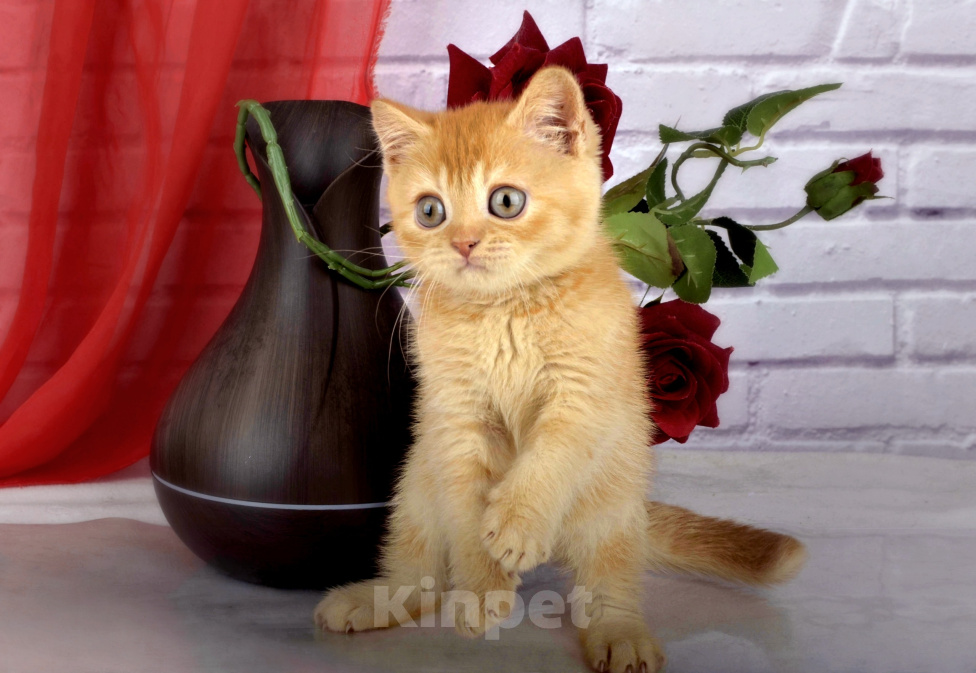 Кошки в Санкт-Петербурге: Британский солнечный котик Мальчик, 38 000 руб. - фото 3