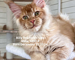 Кошки в Наро-Фоминске: Billy . Male. MCO d Born 27.12.24 Мальчик, 150 000 руб. - фото 4