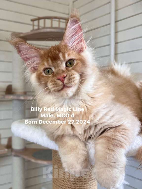 Кошки в Наро-Фоминске: Billy . Male. MCO d Born 27.12.24 Мальчик, 150 000 руб. - фото 4